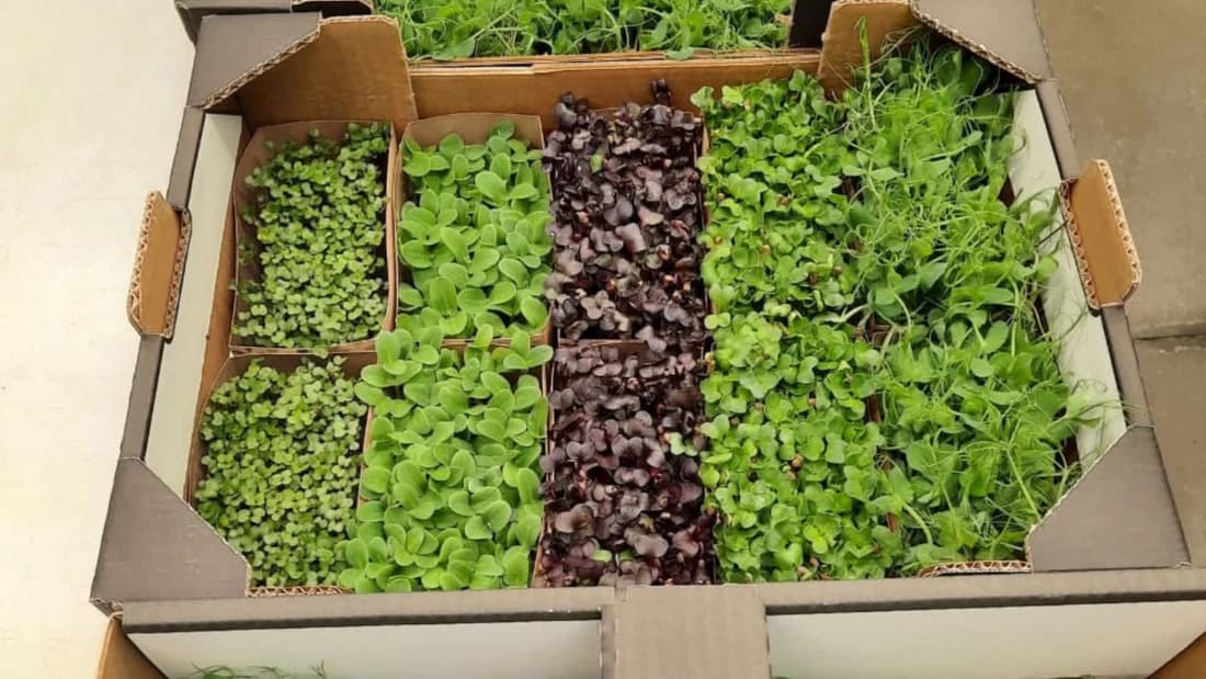 Fresh microgreens