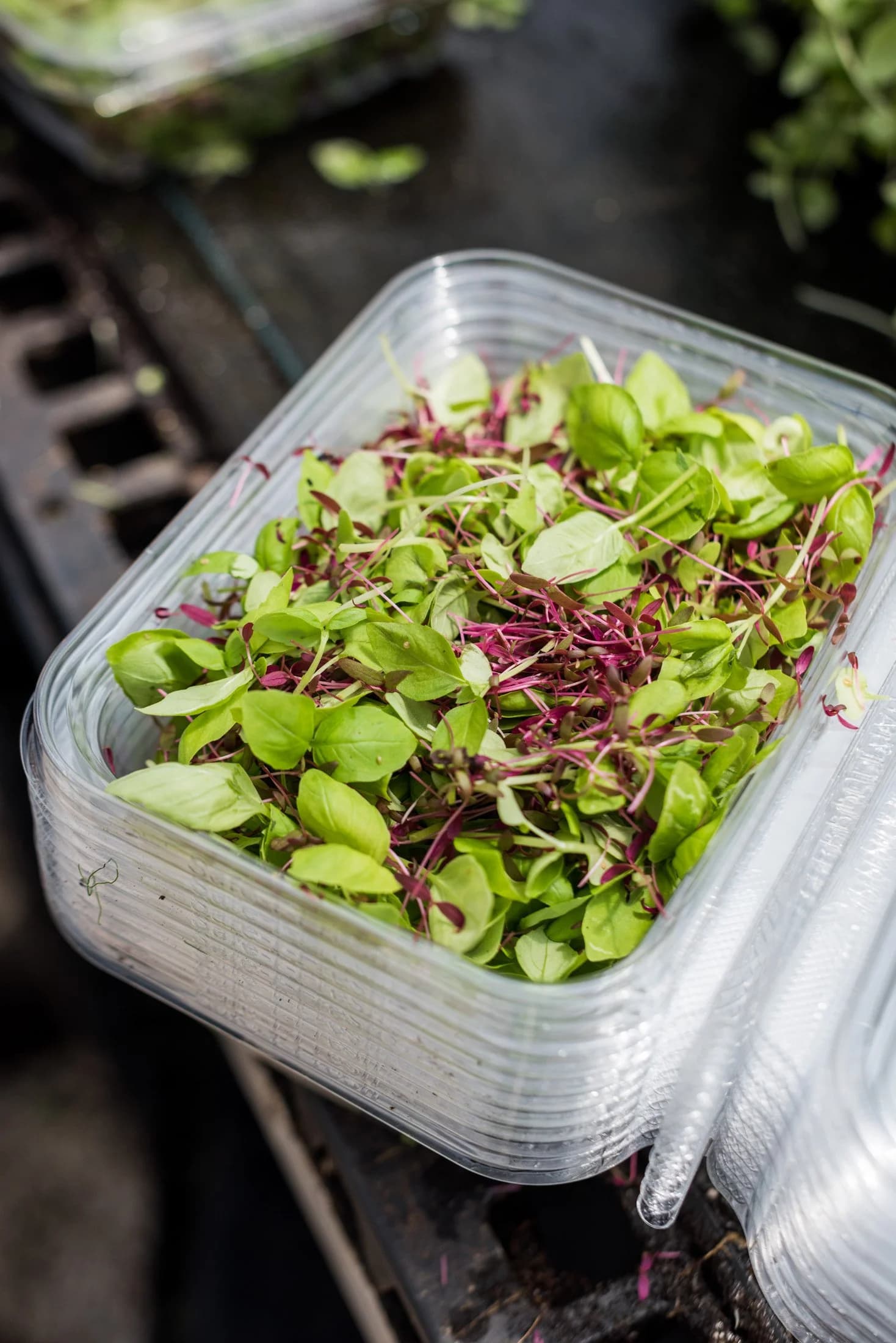 Microgreen varieties