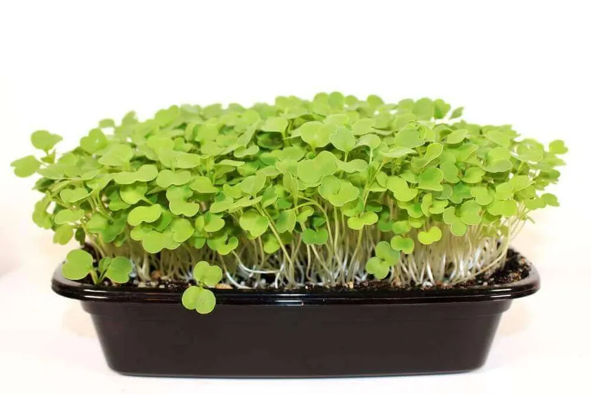 Microgreen de Arugula