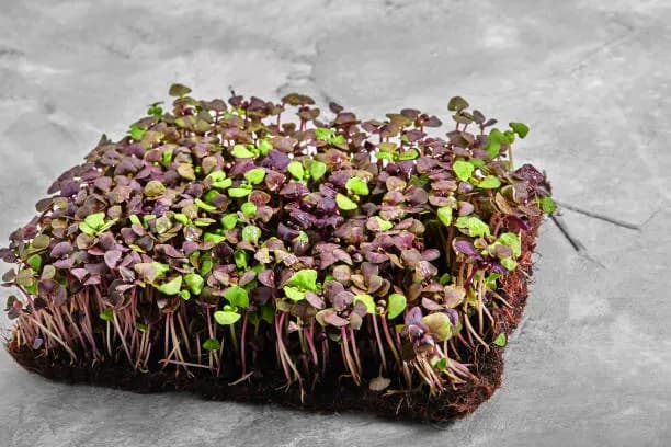 Microgreen de Albahaca