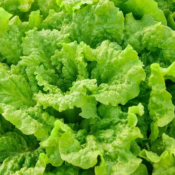 Black Seeded Simpson lettuce