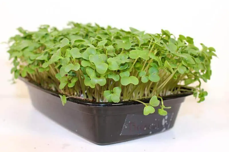 Microgreen de Brócoli