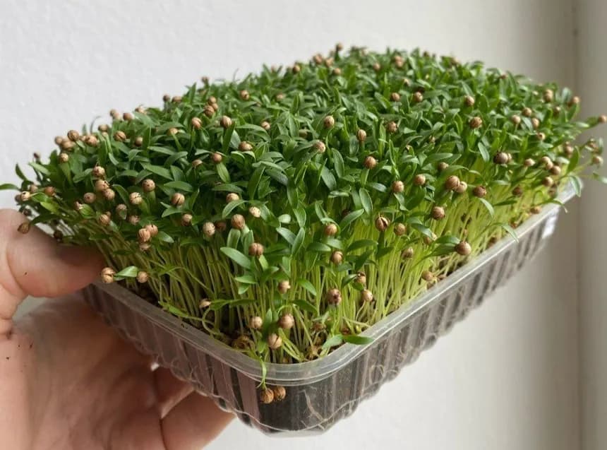 Microgreen de Cilantro