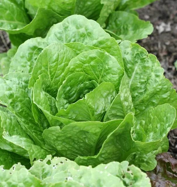 Coastal Star butterhead lettuce