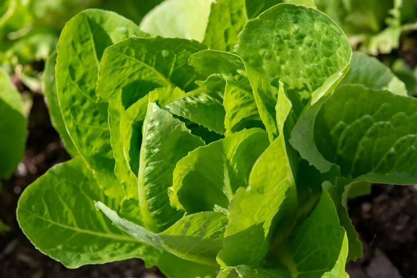 Jericho Romaine lettuce head