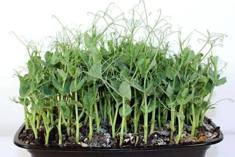 Microgreen de Chícharo
