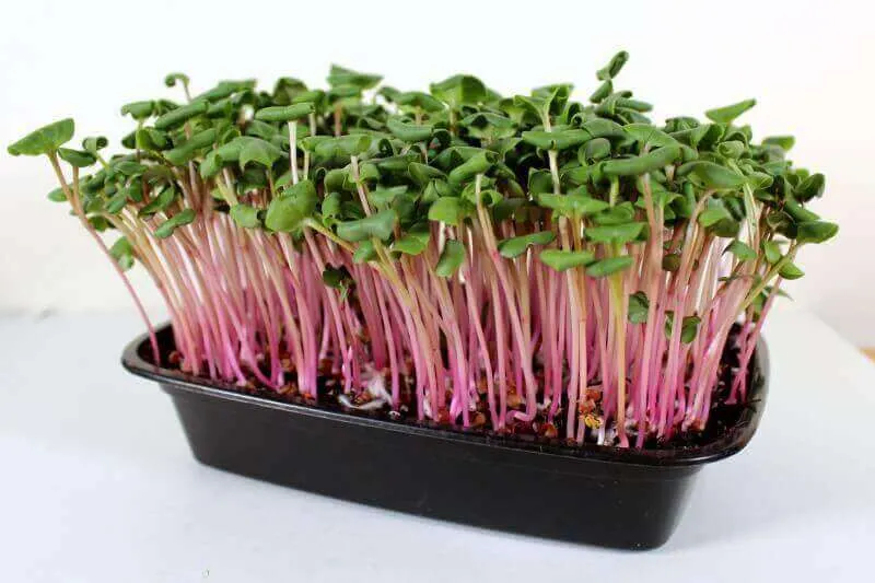 Microgreen de Rábano
