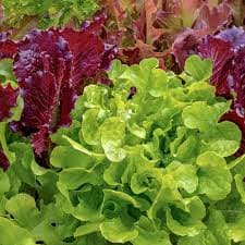 Salad Bowl oak-leaf lettuce