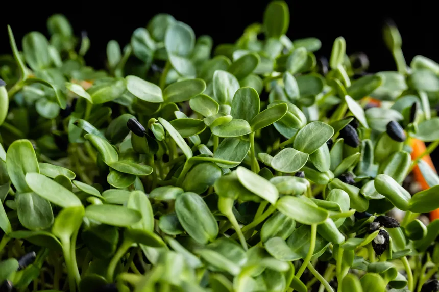 Microgreen de Girasol